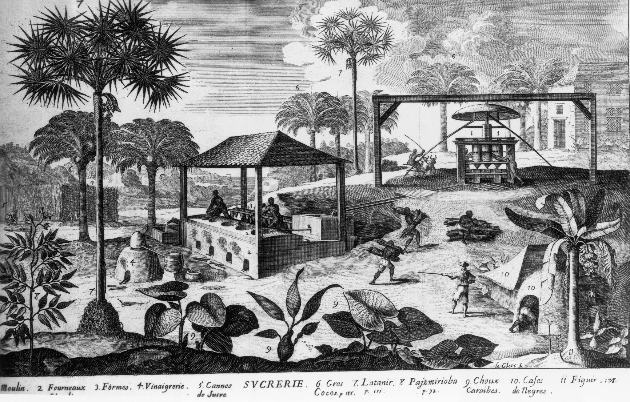 Sugar plantation, plantation labor, or Atlantic economy image